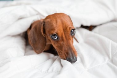 Dachshund köpeği beyaz çarşafların üzerinde yatıyor.