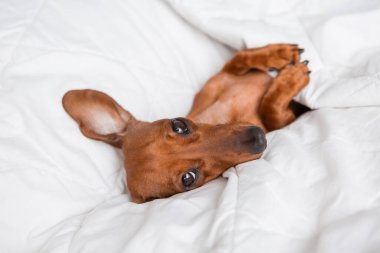 Dachshund köpeği beyaz çarşafların üzerinde yatıyor.
