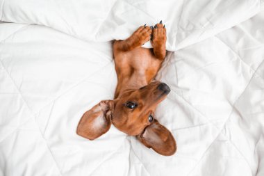 Dachshund köpeği beyaz çarşafların üzerinde yatıyor.