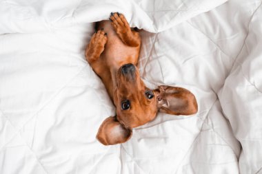Dachshund köpeği beyaz çarşafların üzerinde yatıyor.