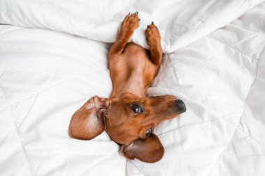 Dachshund köpeği beyaz çarşafların üzerinde yatıyor.