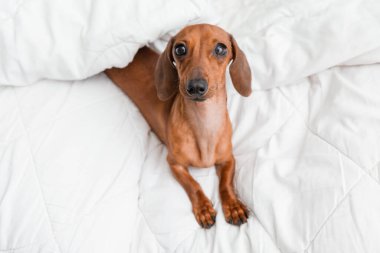 Dachshund köpeği beyaz çarşafların üzerinde yatıyor.