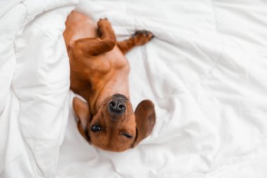 Dachshund köpeği beyaz çarşafların üzerinde yatıyor.