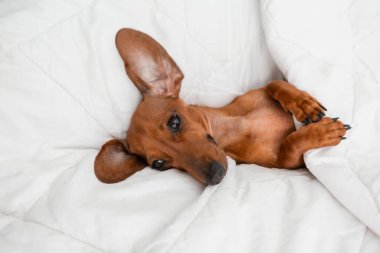 Dachshund köpeği beyaz çarşafların üzerinde yatıyor.