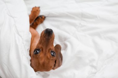 Dachshund köpeği beyaz çarşafların üzerinde yatıyor.