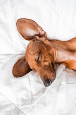 Dachshund köpeği beyaz çarşafların üzerinde yatıyor.