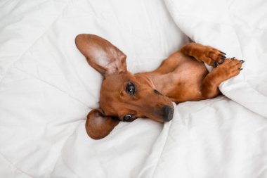 Dachshund köpeği beyaz çarşafların üzerinde yatıyor.