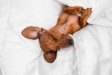 Dachshund köpeği beyaz çarşafların üzerinde yatıyor.