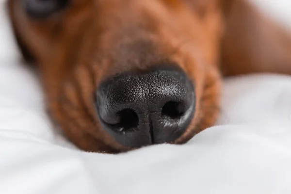 dachshund dog nose, close up shot