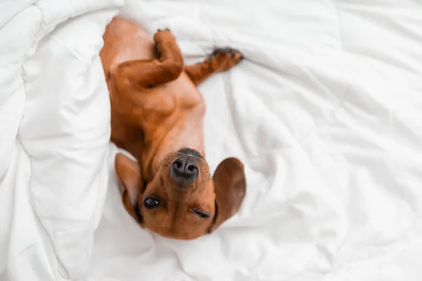 Dachshund Dog Lying White Sheets Bed — Stock Photo, Image