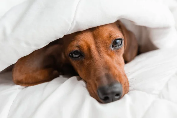Dachshund köpeği beyaz çarşafların üzerinde yatıyor.
