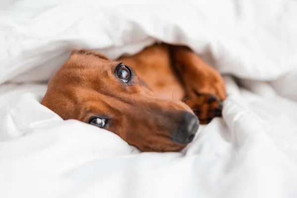 Dachshund köpeği beyaz çarşafların üzerinde yatıyor.