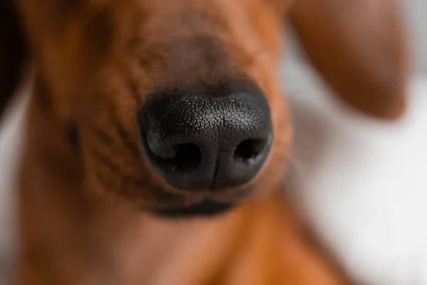 dachshund dog nose, close up shot