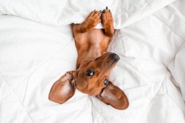 Dachshund köpeği beyaz çarşafların üzerinde yatıyor.