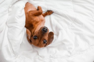 Dachshund köpeği beyaz çarşafların üzerinde yatıyor.