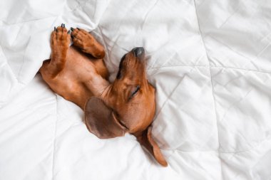 Dachshund köpeği beyaz çarşafların üzerinde yatıyor.