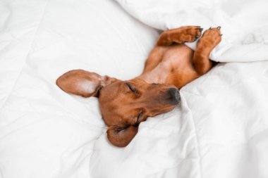 Dachshund köpeği beyaz çarşafların üzerinde yatıyor.