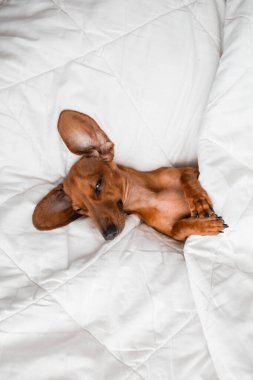 Dachshund köpeği beyaz çarşafların üzerinde yatıyor.
