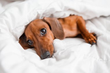 Dachshund köpeği beyaz çarşafların üzerinde yatıyor.