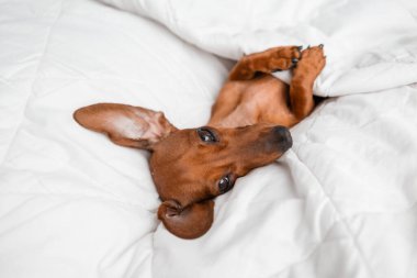 Dachshund köpeği beyaz çarşafların üzerinde yatıyor.