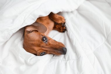 Dachshund köpeği beyaz çarşafların üzerinde yatıyor.