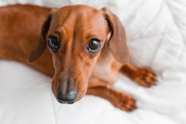 Dachshund köpeği beyaz çarşafların üzerinde yatıyor.