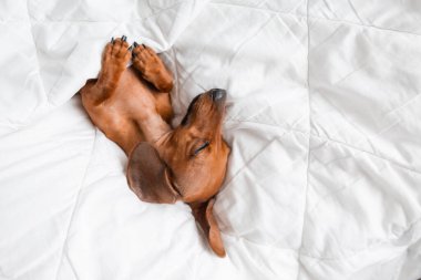 Dachshund köpeği beyaz çarşafların üzerinde yatıyor.