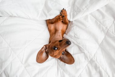 Dachshund köpeği beyaz çarşafların üzerinde yatıyor.