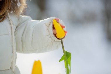 Little girl with yellow tulips in snowy scene clipart