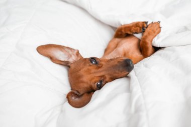 Dachshund köpeği beyaz çarşafların üzerinde yatıyor.