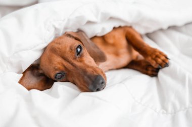 Dachshund köpeği beyaz çarşafların üzerinde yatıyor.