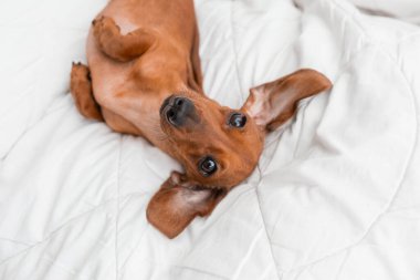 Dachshund köpeği beyaz çarşafların üzerinde yatıyor.