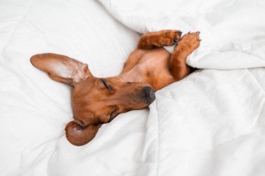 Dachshund köpeği beyaz çarşafların üzerinde yatıyor.