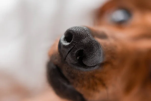 dachshund dog nose, close up shot