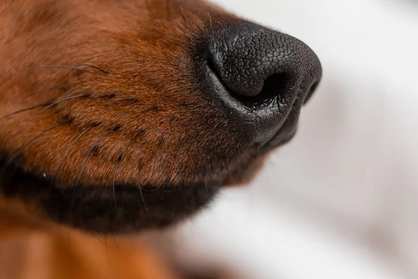dachshund dog nose, close up shot