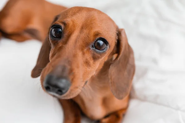 Dachshund köpeği beyaz çarşafların üzerinde yatıyor.