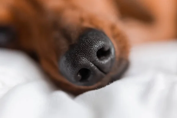 dachshund dog nose, close up shot