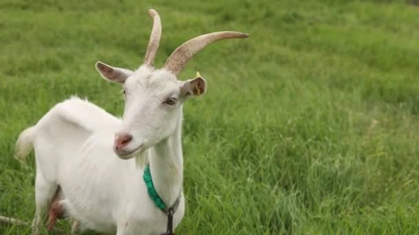 Cabra Blanca Roza Prado Verano — Vídeos de Stock