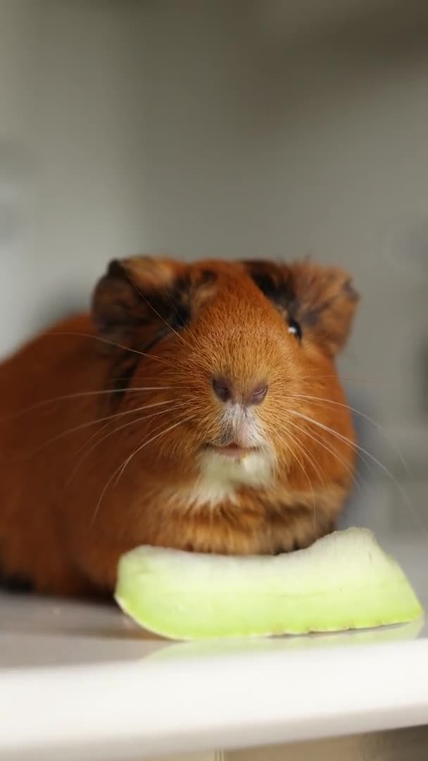 Pet Cobaye Mange Des Légumes Maison — Video