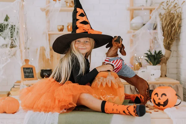 一个金发碧眼的小女孩 戴着一顶巨大的女巫帽 穿着一条橙色的肥大裙子 穿着巫婆的服装 膝盖上抱着一个矮小的腊肠 万圣节的概念 文字空间 高质量的照片 — 图库照片