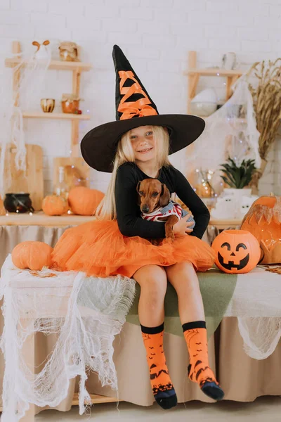 一个金发碧眼的小女孩 戴着一顶巨大的女巫帽 穿着一条橙色的肥大裙子 穿着巫婆的服装 膝盖上抱着一个矮小的腊肠 万圣节的概念 文字空间 高质量的照片 — 图库照片