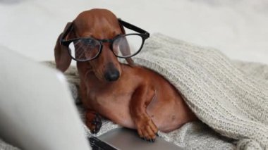 Gözlüklü ve örgü örülü şirin bir köpek yatağın üzerinde dizüstü bilgisayarla çalışıyor. yüksek kaliteli 4K video kaydı. 4k biçiminde yüksek kaliteli çerçeveler
