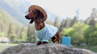 Yeşil ormanda hasır şapkalı ve gözlüklü şirin bir köpek yürüyor.