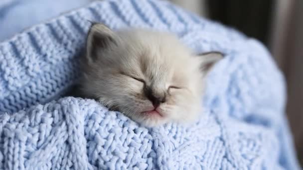 小さな子猫は家で青い編んだ毛布の中で甘い眠り — ストック動画