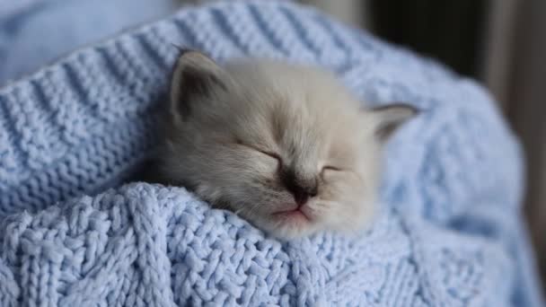 Mały Kotek Śpi Słodko Niebieskim Dzianinie Koc Domu — Wideo stockowe