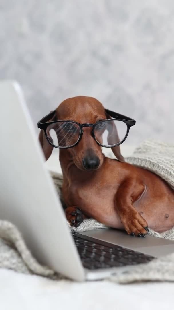 Der süße Dackelhund mit Brille und Strickdecke liegt auf dem Bett und arbeitet mit einem Laptop. hochwertige 4K-Videoaufzeichnung. Hochwertige Rahmen im 4k-Format