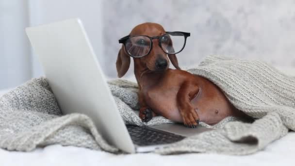 一只戴眼镜 头戴针织毛毯的可爱的腊肠犬躺在床上 与笔记本电脑一起工作 高质量的4K视频记录 4K格式的高质量框架 — 图库视频影像