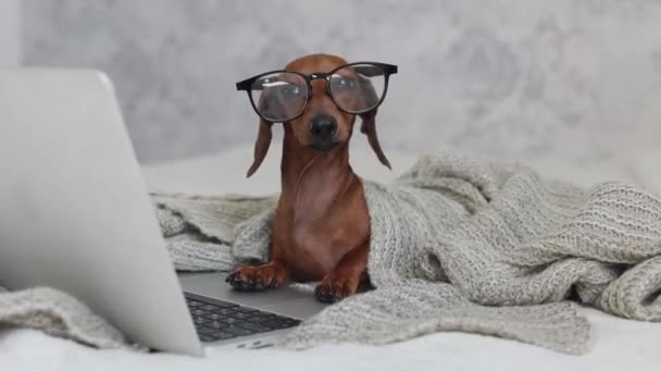 Cão Bonito Dachshund Com Óculos Cobertor Malha Está Deitado Cama — Vídeo de Stock