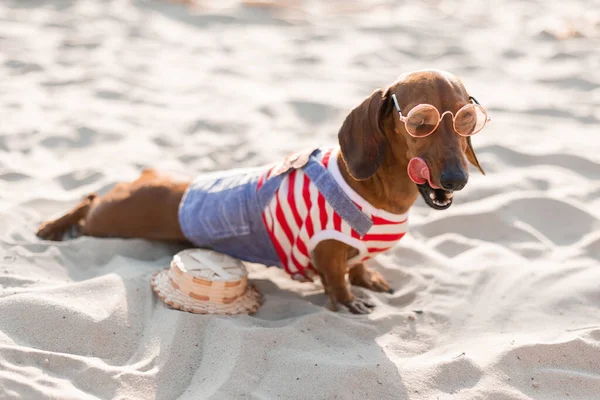 Çizgili köpek tulumu giymiş cüce dachshund kumlu bir sahilde güneşleniyor. Köpek gezgini, blogcu, blogger gezgini. Köpek açık havada yürümeyi sever..