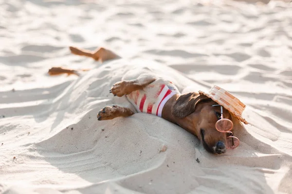 Çizgili köpek tulumu giymiş cüce dachshund kumlu bir sahilde güneşleniyor. Köpek gezgini, blogcu, blogger gezgini. Köpek açık havada yürümeyi sever..
